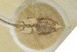 Rare, Fossil Stingray (Heliobatis) - Wyoming #313912-1